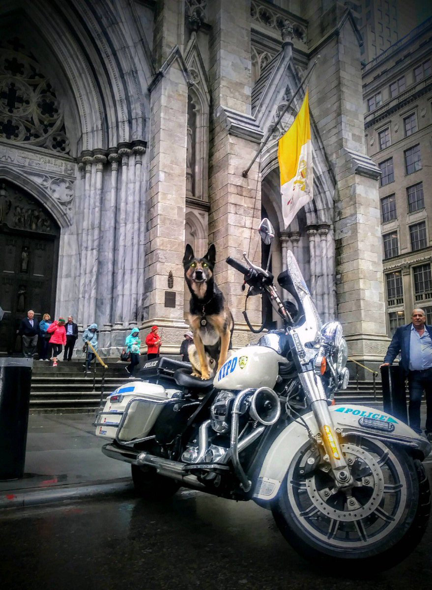 All I need is some leather and a pretty girl; I don’t think dad knows it yet but I’m putting in my transfer papers to work for #highway.
#NYPD #NYPDesu #nypdesuk9 #dea #doyouevenk9bro #k9leadstheway