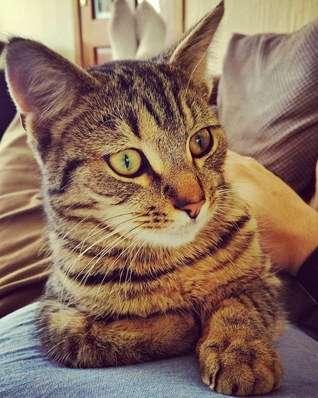 someblokeryan's tweet photo. #notmycat but damn this thing is cute! 😻
.
#catsofinstagram #cats_of_instagram #cat #cat_features #felinefriends #feline #felines #dadguyryan https://t.co/BUE5Shtrpb