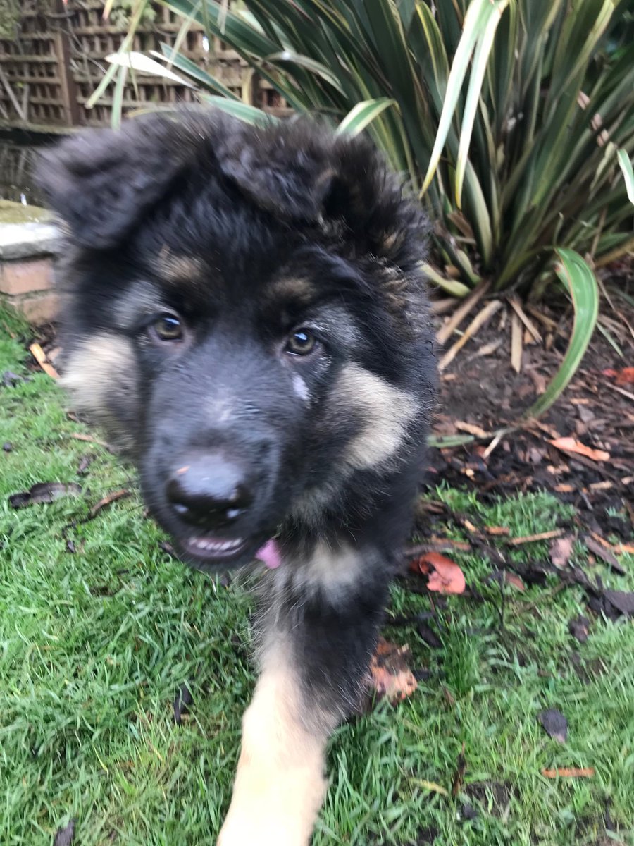 fetchdogwalks's tweet photo. Newest member of #Fetchfriends #dogwalking https://t.co/ojgONjkECZ