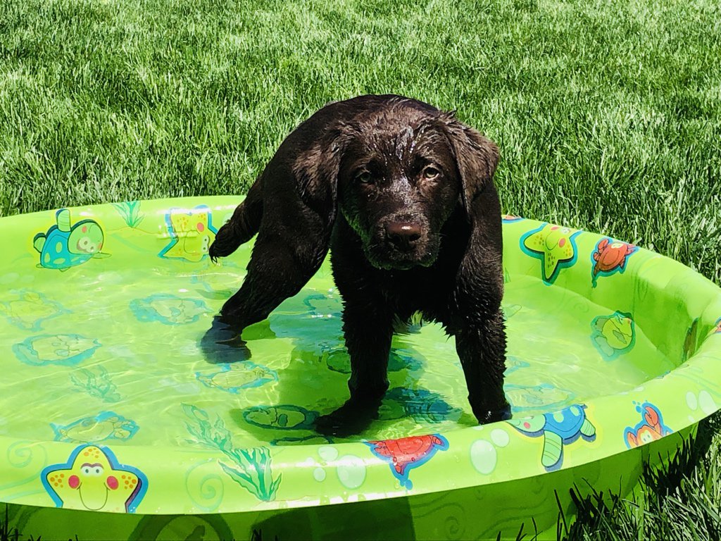 OurGeorgiaBelle's tweet photo. It’s FINALLY warm enough for me to swim!!! I am a lab after all…water is my best friend! Some day I hope my family will take me to a lake! I’ve heard there is lots more water there. 🌊 #GeorgiaBelle #DogsofTwitter #PupLife #puppy https://t.co/F1XkQfd1Ys