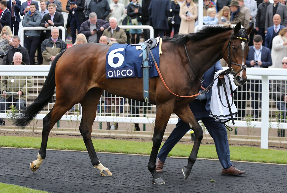 Saracen Thoroughbred tweet media