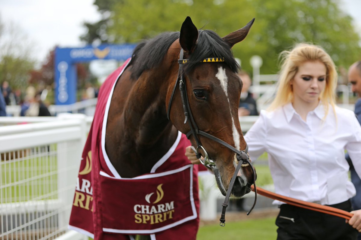 Saracen Thoroughbred tweet media