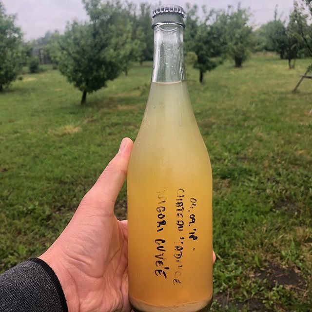 Griiin Plantejsn Pet Nat, kooperejsn with <a href="/strekov1075/">Strekov1075</a> . Very dobre, chuti ako broskyne, baza a krasne aromaticka hruska. Hrozno z nasej zahrady pri praziarni. Nazdravie! #petnat #jedlo #vino #naturalwine #komarno #greenplantation #necitamstandartnepijem… bit.ly/2GZE8QY