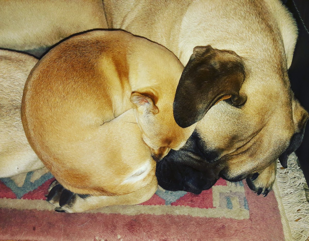 rebeccau1981's tweet photo. Keeping eachother warm #animallovers #adorable #dogs #photography https://t.co/ntLtoImMpT