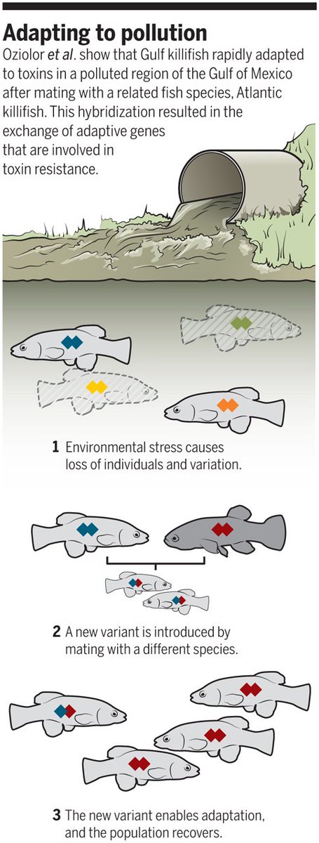 How are organisms adapting to the environmental impacts that humans are causing, such as #pollution? The Gulf #killifish offers a view into how #GeneExchange between species can help populations that might have otherwise gone extinct. ($) fcld.ly/i22hj4n #Ecology