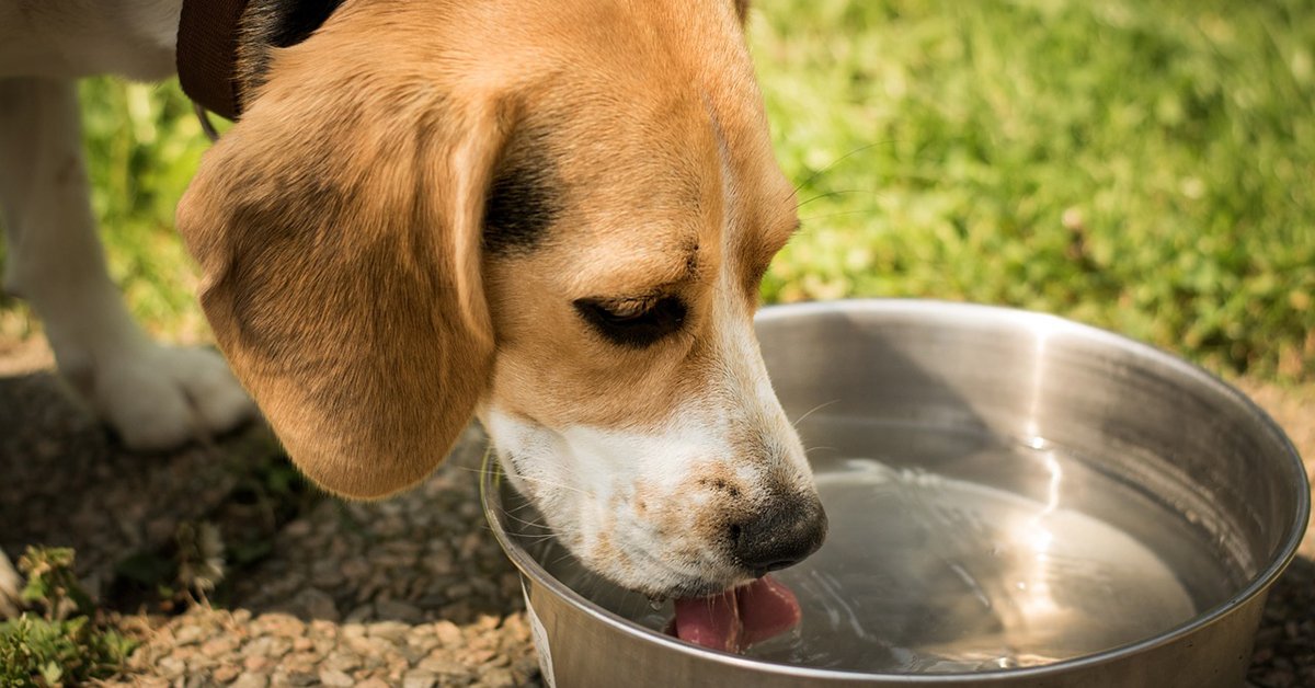 CityofBurnaby's tweet photo. Today marks the start of #BCWaterWeek! We all depend on having clean drinkable water every day. Learn where it comes from and how to conserve this precious resource. https://t.co/Gn8iwEVQiZ https://t.co/SRGG09iadK