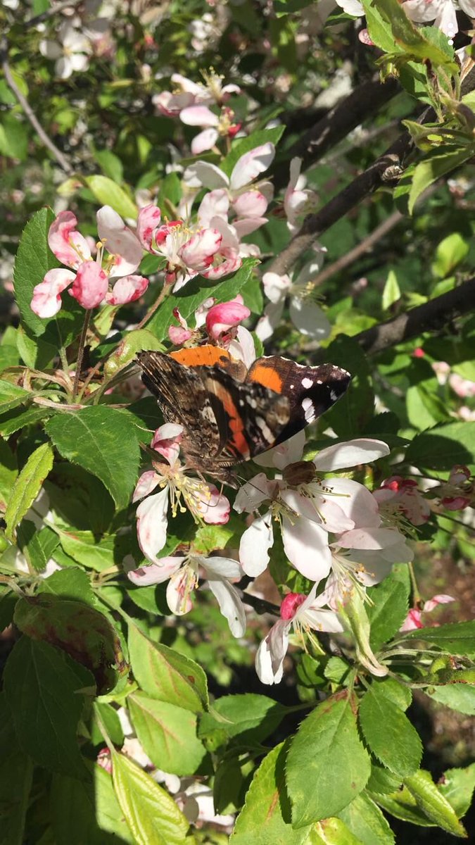 #stonehillbiodiversity