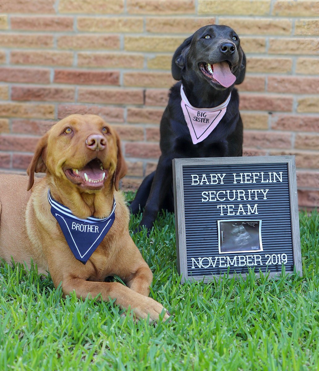 JenaSands's tweet photo. Our little family is growing! Looks like Berringer and Belle are getting a new best friend. @blake_heflin and I can’t wait to meet you Baby Heflin 😍👼🏼 https://t.co/LSLkf1HJaE