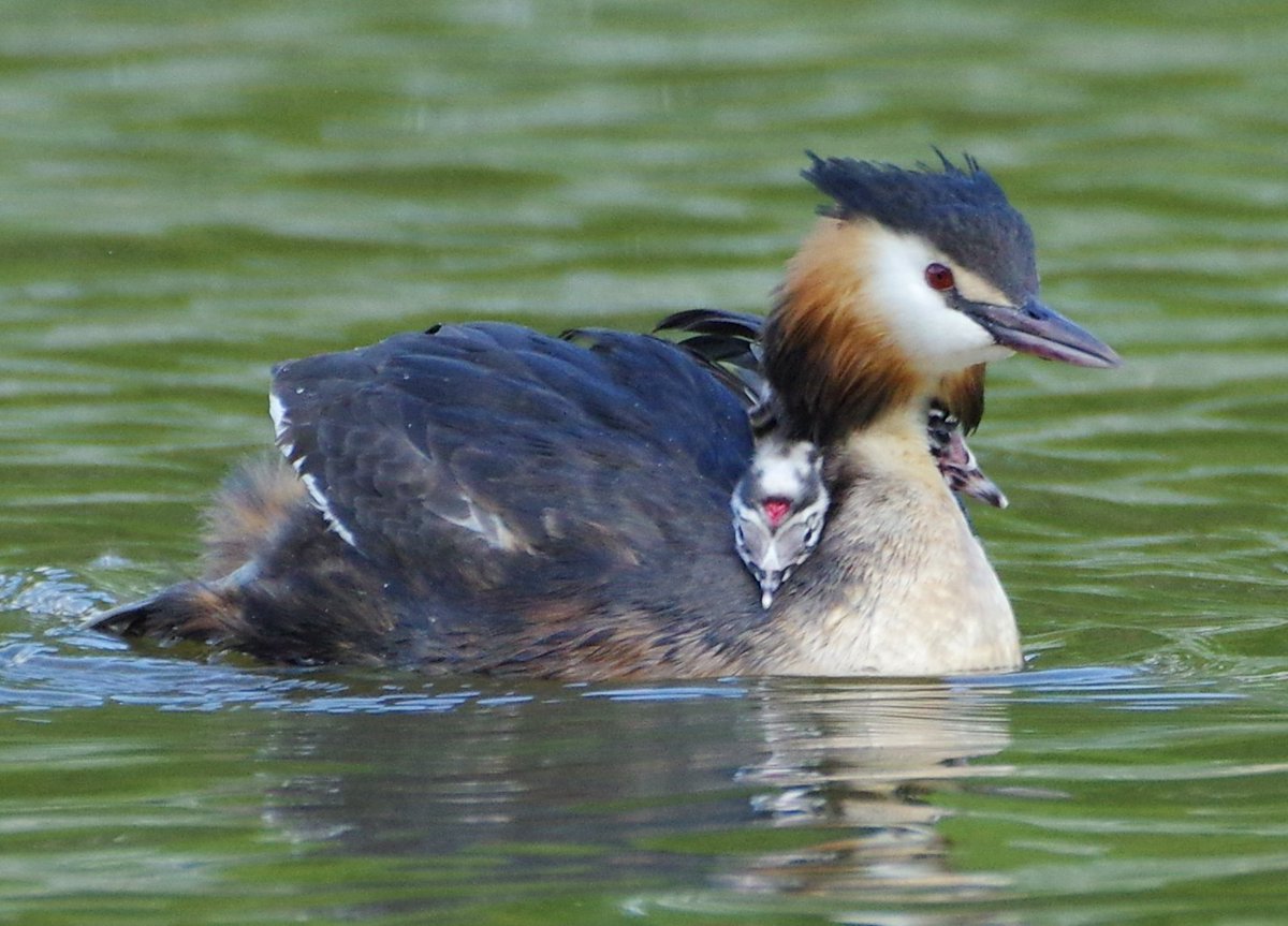 CloughBarry's tweet photo. Had hope to see the Great Crested Grebes hitching a lift at Ifield Mill Pond and was lucky to see these newly hatched doing just that @SussexOrnitholo #ifieldmillpond #greatcrestedgrebe https://t.co/QV4Tw7db07