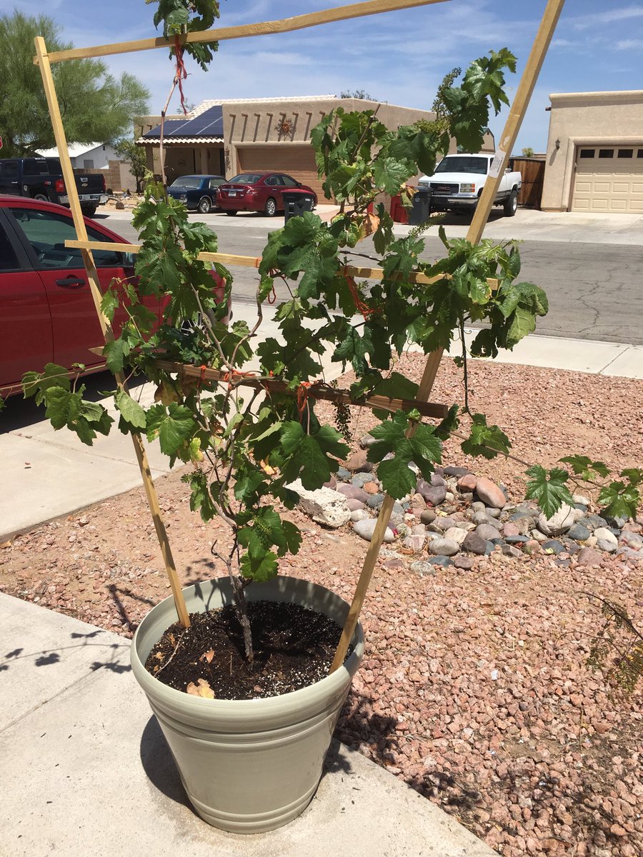 childrenchicks1's tweet photo. As part of our new “city” gardening we are trying out potted Zinfandel grapes! #homestead #gardening

Subscribe to my blog to be entered to win my home woven kitchen towel set too!!#freegiveaway https://t.co/KDHyZsYf4c