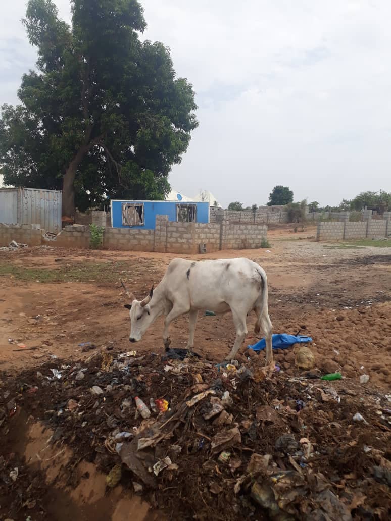 adesuwagreen's tweet photo. The waste we intentionally dump into gutters &amp; waterways may end up in our plates

This cow was photographed yesterday feeding from one of the dumpsites in Abuja.

When next you are munching a #BeefKebab at that 5-Star Restaurant, it may be this cow &amp; the toxins in your plate. https://t.co/e2WyKFPIdA