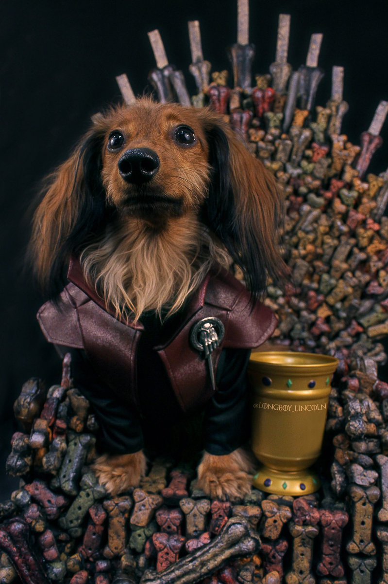longboy_lincoln's tweet photo. Tyrion Lannister. The Paw of the Queen #ForTheThrone @GameOfThrones @BuzzFeed #GameofThrones #Tyrion #IDrinkAndIKnowThings #ALannisterAlwaysPaysHisDebts https://t.co/YahrRyCSDW