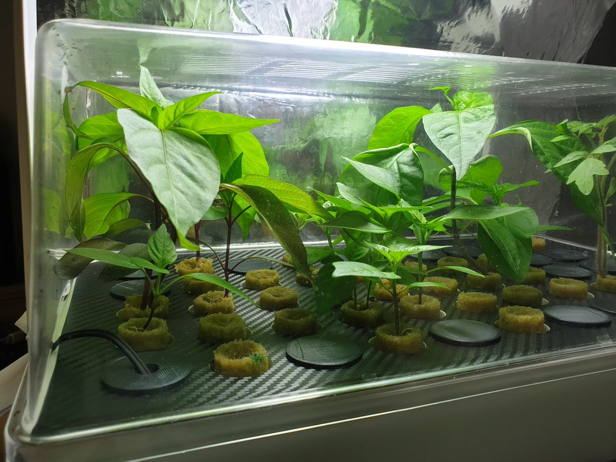 TheChilliSource's tweet image. Wow! 5 years off 😆 I'm growing again!