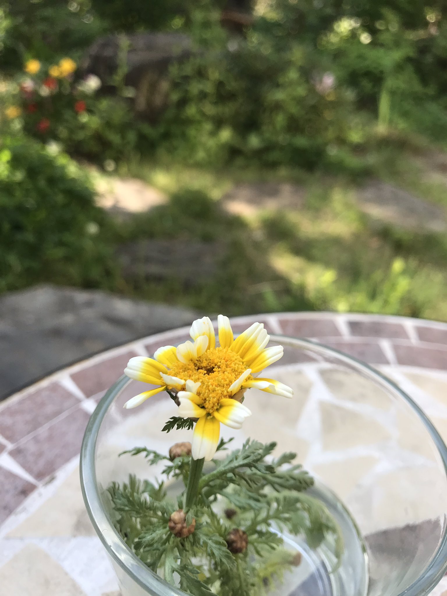 Mammie スーパーで買った春菊に蕾がたくさんついてたので 水にさして10日ほど 春菊の花 可愛いではないですか T Co Bzl1v2phyc Twitter Mammie スーパーで買った春菊に蕾がたくさんついてたので 水にさして10日ほど 春菊の花 可愛いではないですか T Co Bzl1v2phyc Twitter