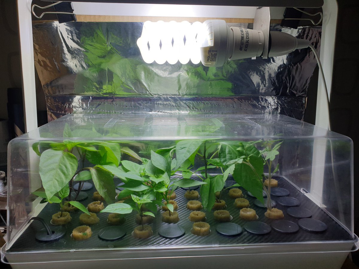 TheChilliSource's tweet image. Hydroponic seedlings is truly the way forward. Oh and a cheap daylight bulb.