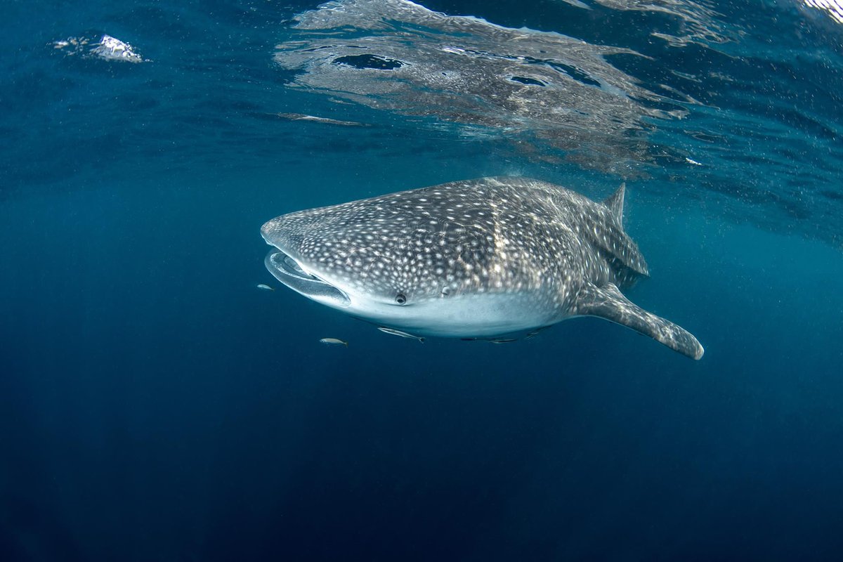 SimilanDiving's tweet photo. #Whaleshark at #RichelieuRock #Surin #Thailand๐น๐ญ
๐ณ๏ธ aboard #SimilanExplorer in Mar.2019 (SE28)
๐ธ by Krzysztof Bargiel
#RhincodonTypus #shark #dive4life #SimilanDivingSafaris
#Similan #Similans #KhaoLak #AndamanSea
#diving #liveaboard #wildlife #marinelife #nature https://t.co/rj3GNikTHe