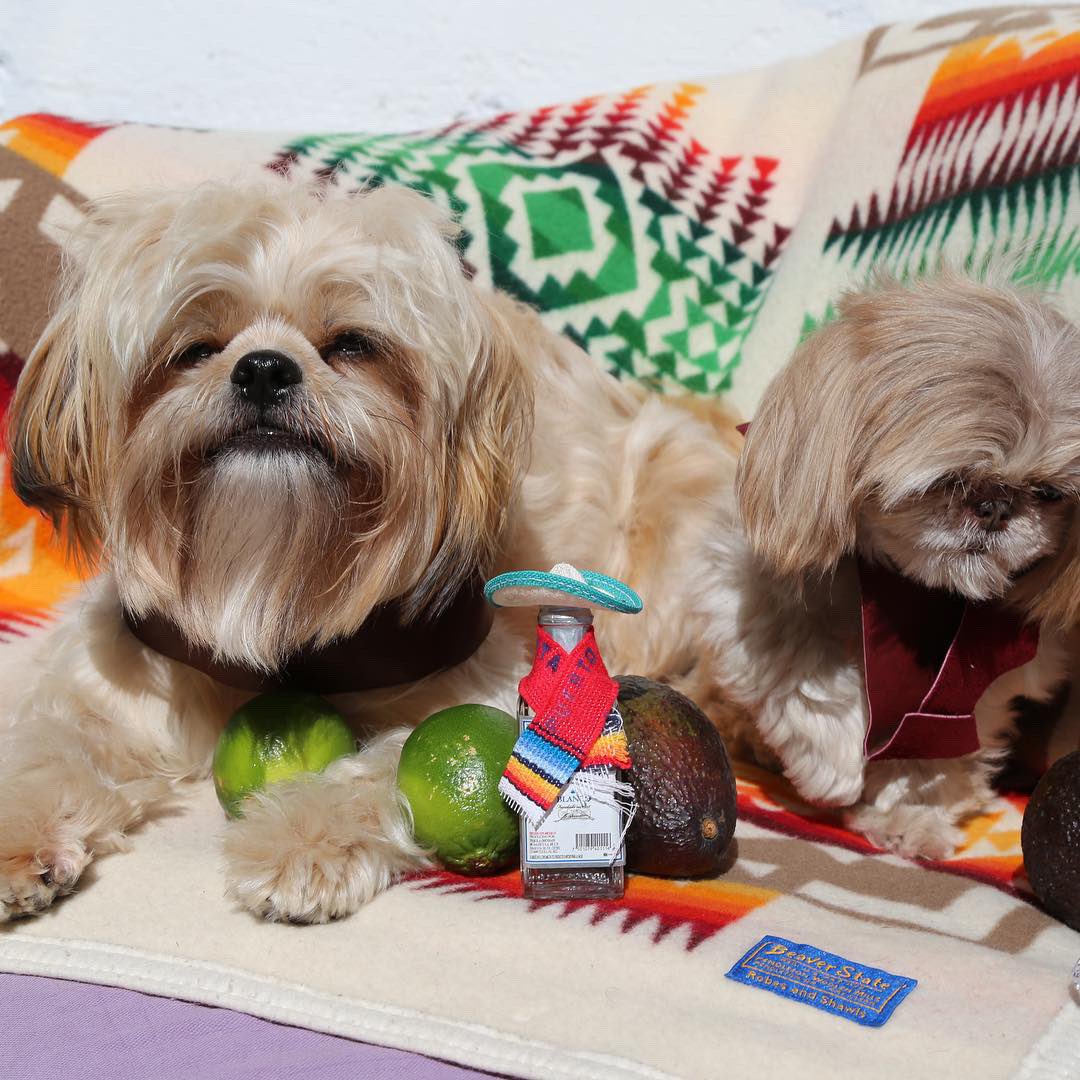 BlueMonsieur's tweet photo. Feliz Cinco de Mayo 🎉🇲🇽🥑🧂🎊
#cincodemayo #tequila #limon #salt #shihtzu #party #guacamole https://t.co/8QN13vlews
