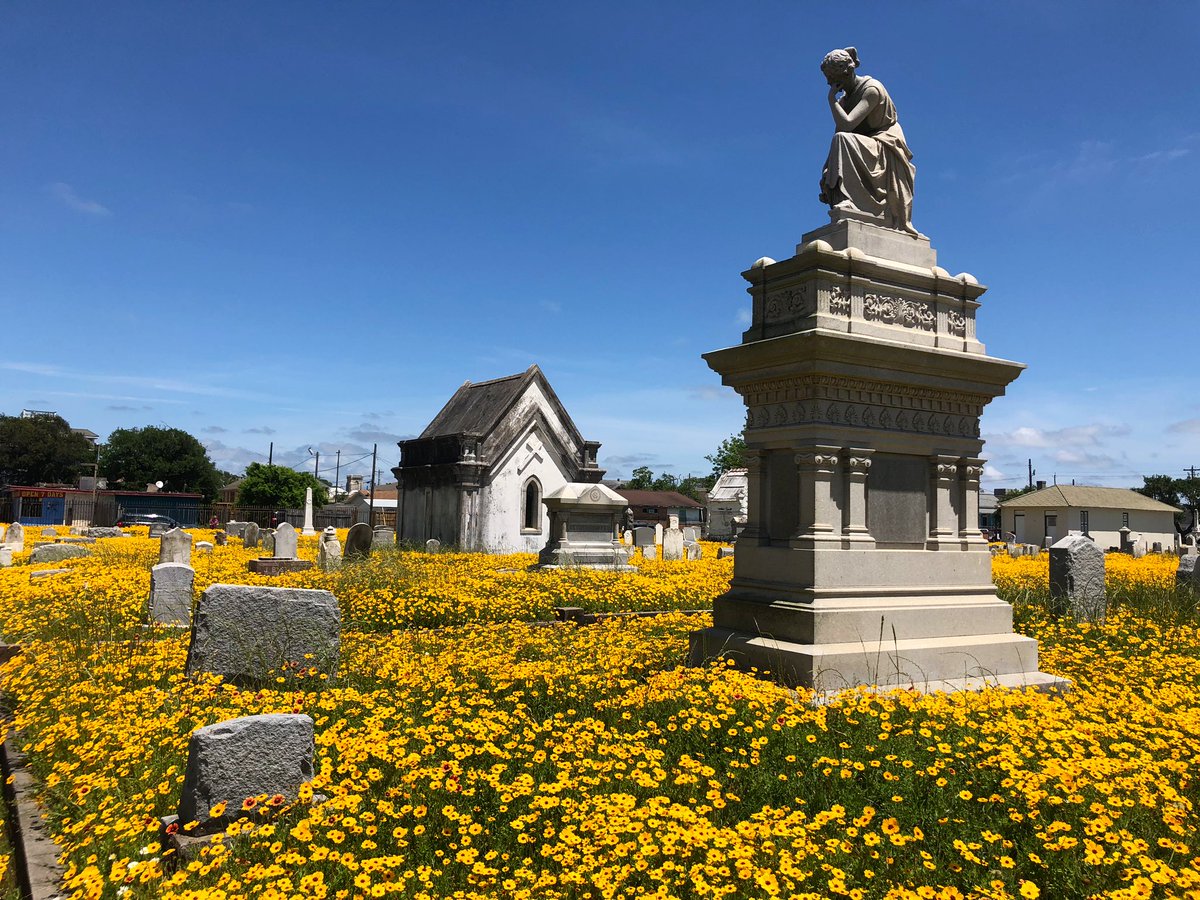 SergioChapa's tweet photo. Looking for wildflowers? Just head to the Old City Cemetery off Broadway Avenue on Galveston Island #Galvesfon #Houston #TXHighways https://t.co/0JZACKxS9w