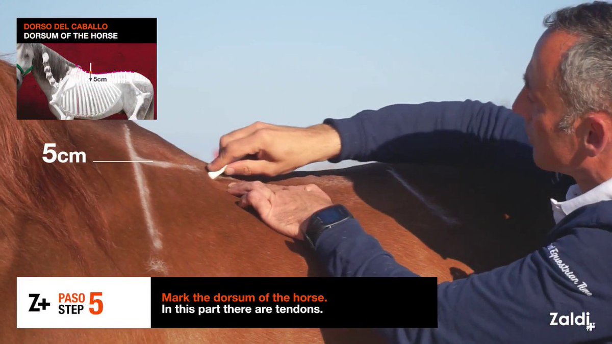 Zaldihipica's tweet photo. José Luis Castellanos Torres, CEO de Zaldi, nos muestra los pasos a seguir para la MEDICIÓN del DORSO del CABALLO y obtener los datos exactos para la fabricación de la silla de montar. 
🇬🇧Steps for Zaldi measuring the horse back.
🎞️ https://t.co/O8Mh4ldiWY
5my #saddlefitter https://t.co/LiUM6s51ff