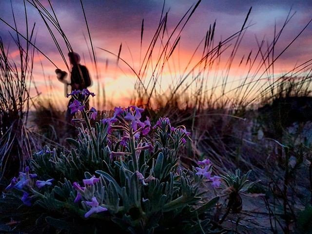 SortirdansMedoc's tweet photo. Le #Printemps est un bon moment pour (re)découvrir les #Paysages du #Médoc. Faites vous aussi partie de la #TeamMedoc en nous partageant vos photos sur Instagram - 📷 : @titifred33
// #Spring #Fleur #Flower #Coucher #Soleil #Sunset #Sunrise_sunsets_ar… https://t.co/DLHgcnV9uX https://t.co/NFt75FeOMw