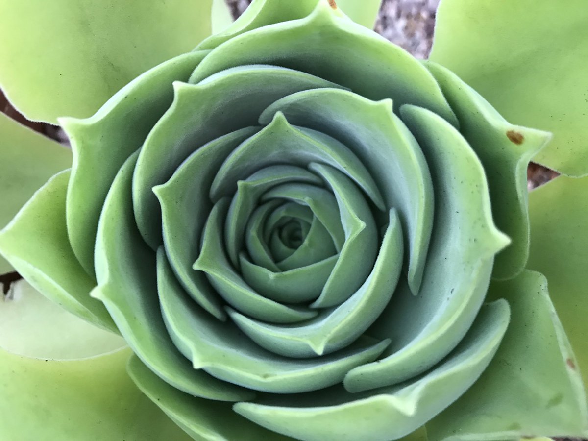 I’ve not made a list of our Aeonium but I’m sure so far we have over 20 different ones mainly small varieties all our giants flowered together about three years ago then died 
Here’s a few of our favourites