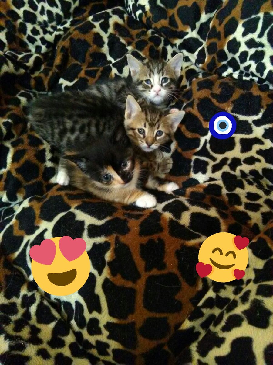Σ♥LΣΜΘ∏IΔ (@lemonia35) / Posts / X