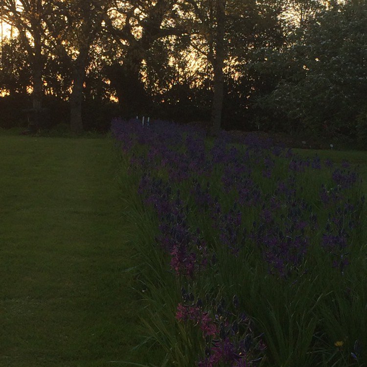 LEWISPLANTS's tweet photo. Camassia “cricket pitch” looking good in the evening light. #ngs #ngsdevon #lewiscottage #lewisco... via @gardentags https://t.co/ujSgqigMzl