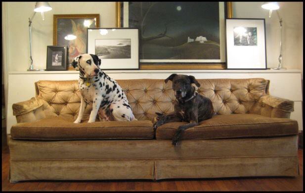 TKayDesigns's tweet image. This is 2 of my sweet babies! Gus, on the keft, is the one who passed this week. Faithey, on the right, is my girl. Its me and her against the world! She lives out loud and unapologetically! She teaches me to do the same:( #teamboschdogs