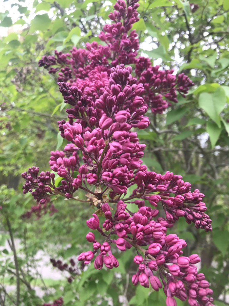 hereandnowrobin's tweet photo. I’m assured that all will pop for #MothersDay If we STOP BEING SEATTLE!!!! #wheresmay? @ArnoldArboretum https://t.co/NTw9z72gwP