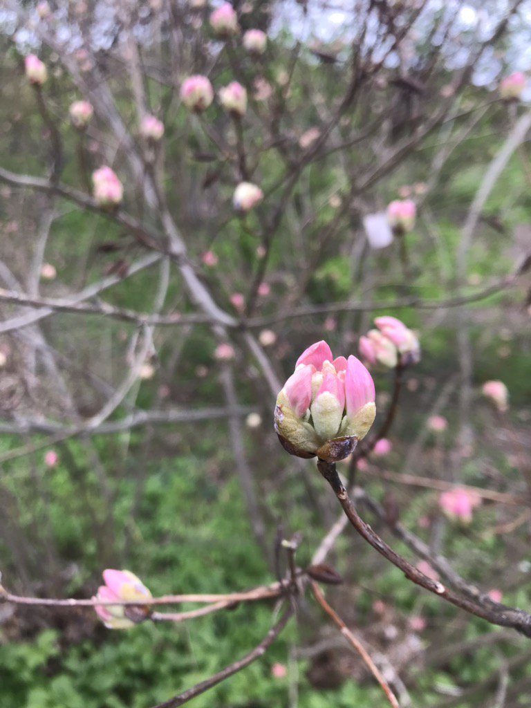 hereandnowrobin's tweet photo. I’m assured that all will pop for #MothersDay If we STOP BEING SEATTLE!!!! #wheresmay? @ArnoldArboretum https://t.co/NTw9z72gwP