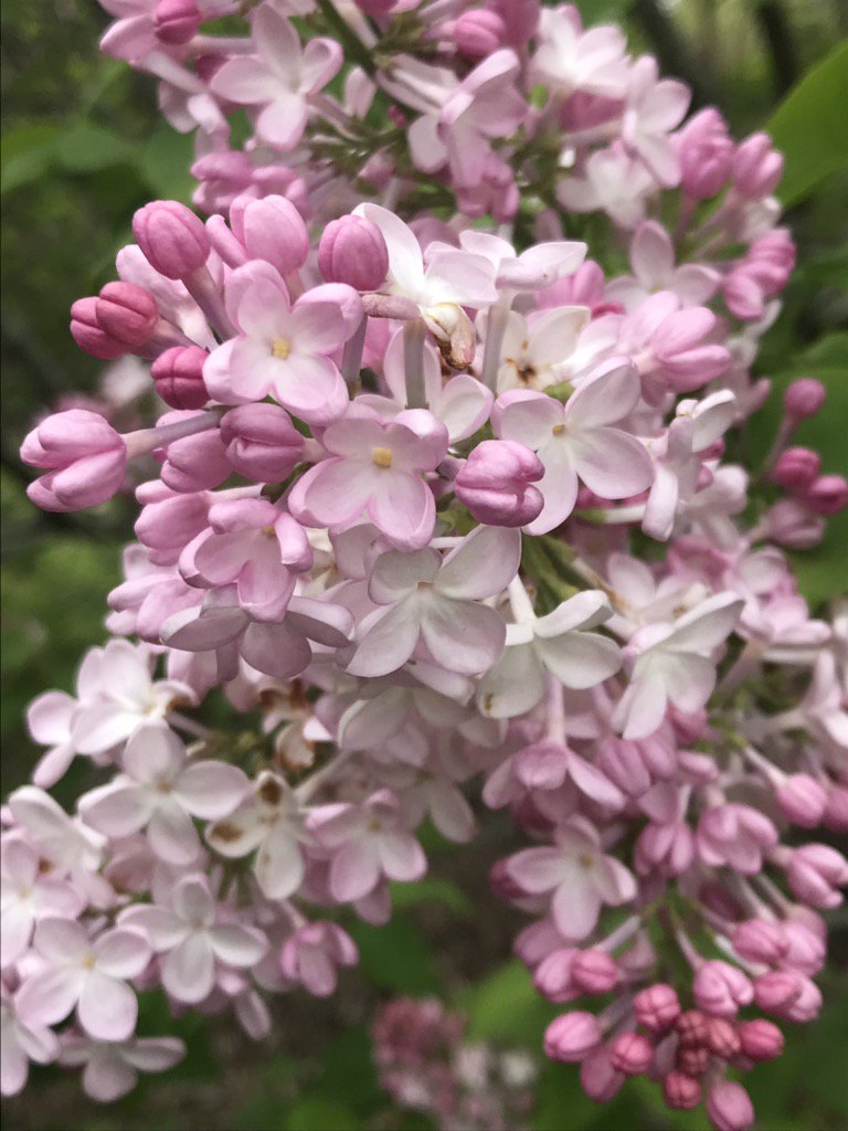 hereandnowrobin's tweet photo. I’m assured that all will pop for #MothersDay If we STOP BEING SEATTLE!!!! #wheresmay? @ArnoldArboretum https://t.co/NTw9z72gwP