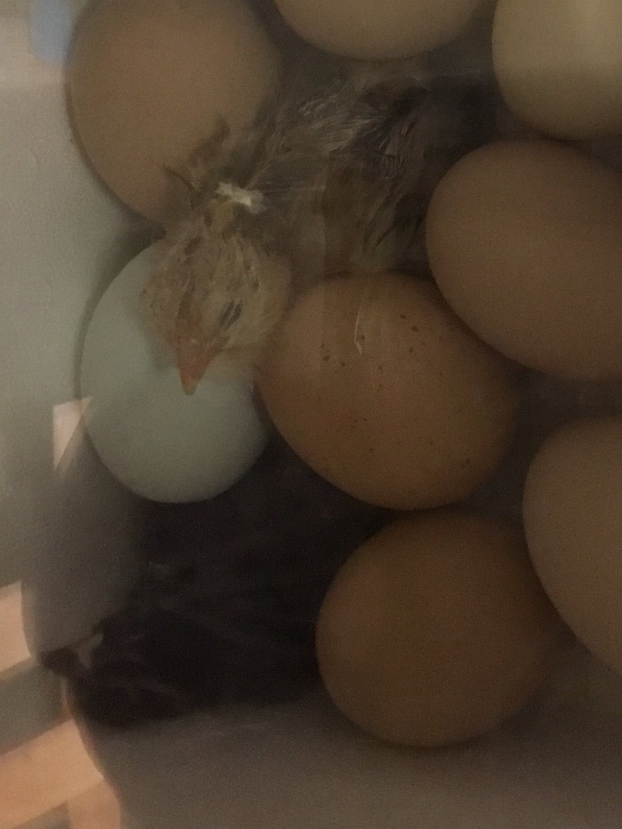 LeannLeidig's tweet photo. You know when you hear a “peep peep” that it’s going to be a fun “last week”! #2sofar #excited1stgraders 🐣 https://t.co/dwKG3qwgq5