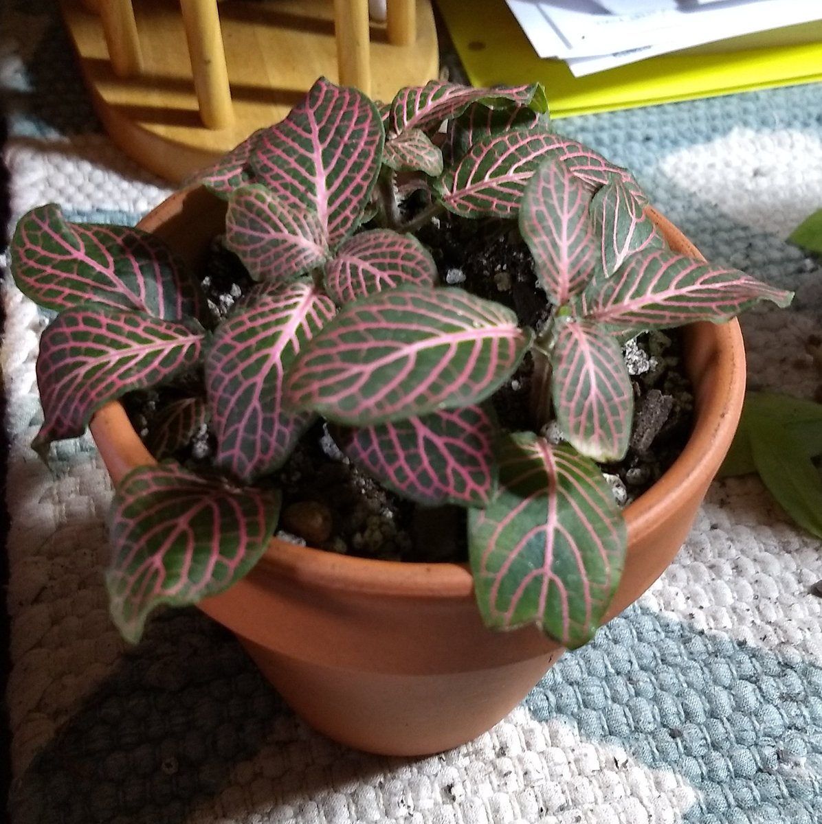 bloop_blorp's tweet photo. New babies new babies new babies new babies new babies new babies new babies new babies new babies new babies new babies new babies new babies new babies new babies new babies new babies new babies new babies new babies new babies!!!!!! https://t.co/BpaGiEoLAB