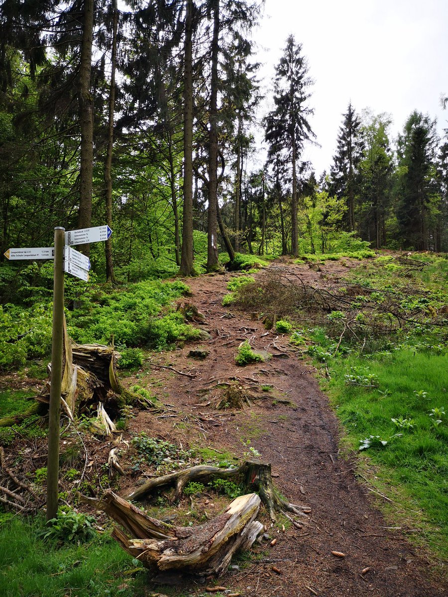 Safe_H_Travel's tweet photo. Wouldn't you want to climb this hill too?!

I loved my 3 day hike over the Hermannshohe in the Teutoburgforest in Germany!

You can walk longer on this long distance path! Who is going?

#TopTrails #Hermannshoehen #Hiking https://t.co/B1fgjczlO1