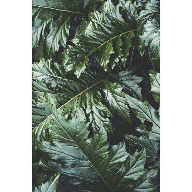 Sheen
.
.
.
#naturalart #natureisart #botanicallife #colourfeed #organicamag #pixsoulmag #toskamag #optionmag #peacewow #palepalmcollection #broadmag #observationmag #archaicmag #acanthusmagazine #thisaintartschool #thevisualvoices #thisplacezine #realis… bit.ly/2WlGPCK