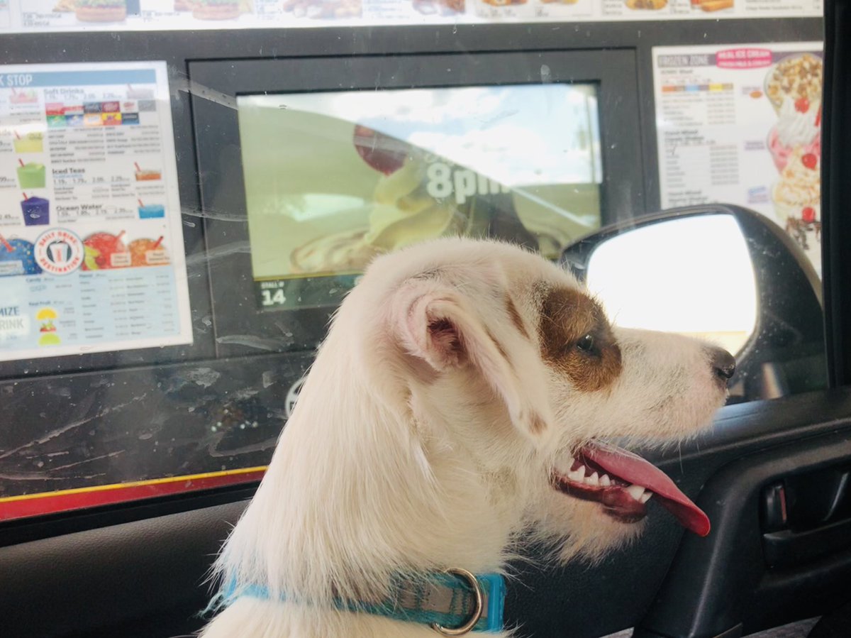 Rocket_The_JRT's tweet photo. Waiting on my cup of ice at @sonicdrivein. I’m clearly spoiled. #spoileddog #doggo #sonicice #pupper #puppies #dogsoftwitter https://t.co/KnphlulOi2