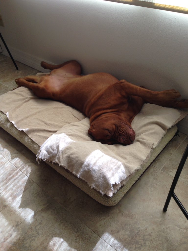 LEXI THE DOGUE tweet media