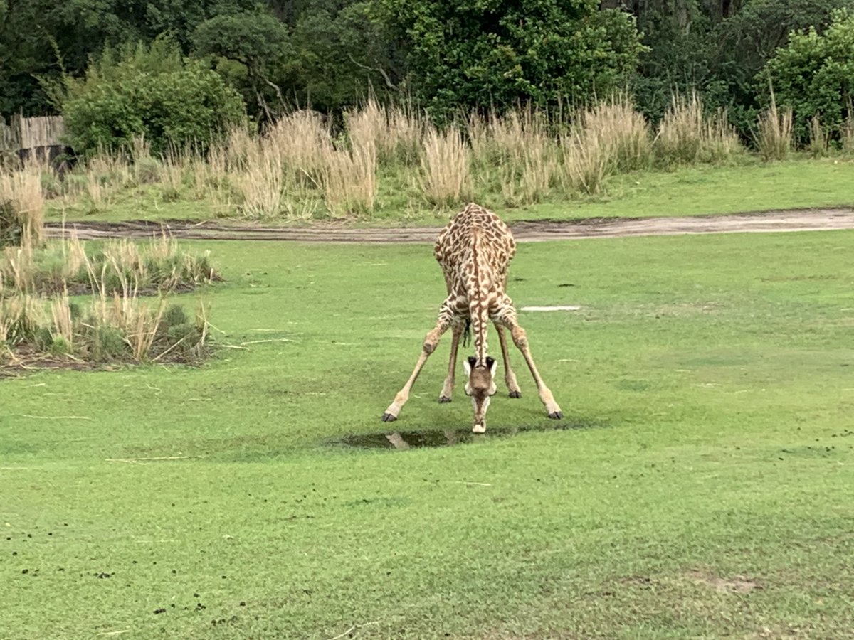WDWNT's tweet photo. Ever see a Giraffe drink water? https://t.co/UvZyK5gHQy
