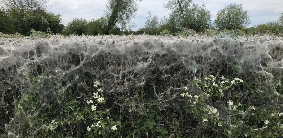 Ellie Tennant (@ellie_tennant) on Twitter photo Our local Spindle Ermine moth caterpillars have been busy again...nature is amazing! Our local Spindle Ermine moth caterpillars have been busy again...nature is amazing!