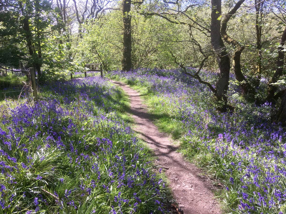 domharrison175's tweet photo. #Bluebell walk #Abbeystead #Lancashire today... https://t.co/5zWarvxtY9