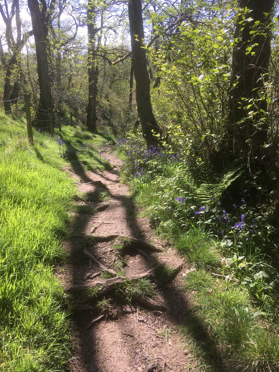 domharrison175's tweet photo. #Bluebell walk #Abbeystead #Lancashire today... https://t.co/5zWarvxtY9