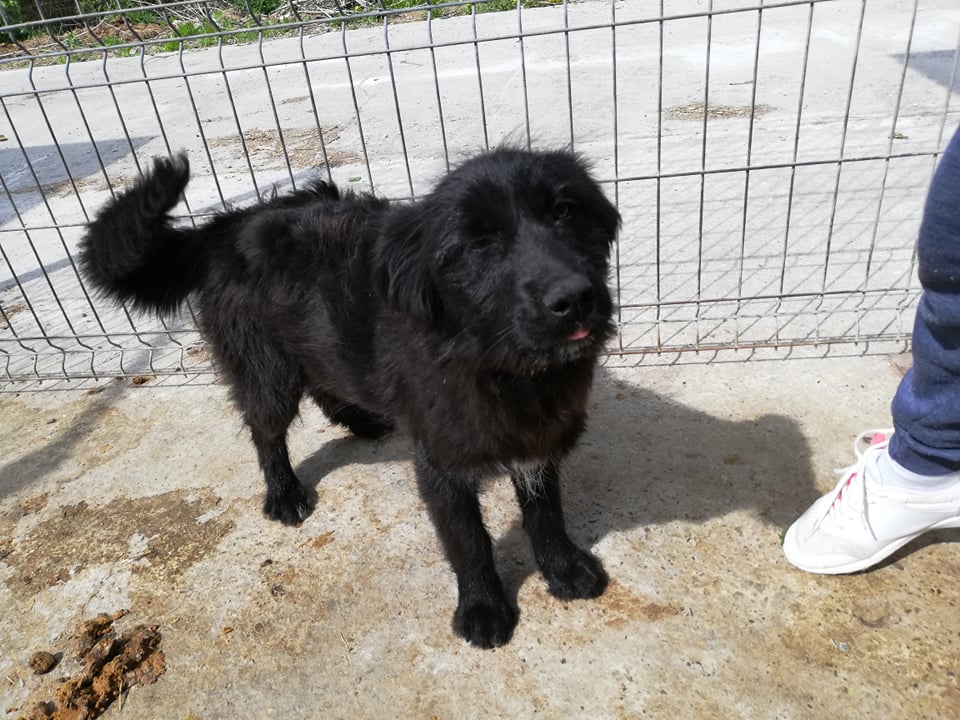 lorasluck's tweet photo. We re SUPER close to getting Negrita to us in #foster! And have just three weeks to get her travel together. Just two weeks ago she was on the KILL LIST but now she's reserved and on her way. If anyone can help, please check out the photos! #adoptdontshop #blackdogs #LorasLuck https://t.co/DqC4B6iXy5