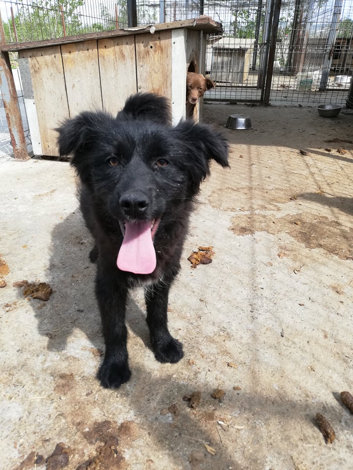 lorasluck's tweet photo. We re SUPER close to getting Negrita to us in #foster! And have just three weeks to get her travel together. Just two weeks ago she was on the KILL LIST but now she's reserved and on her way. If anyone can help, please check out the photos! #adoptdontshop #blackdogs #LorasLuck https://t.co/DqC4B6iXy5