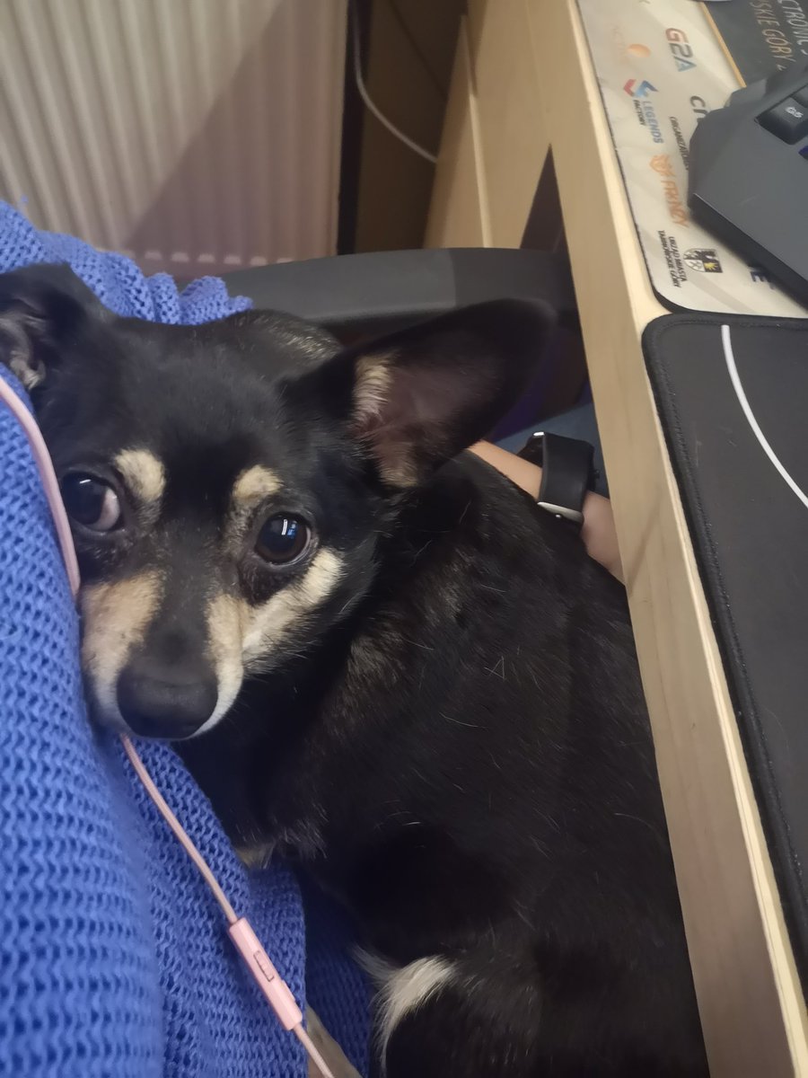 Aicrodzik's tweet photo. My dog during stream #stream #admingirl #twich #dog https://t.co/9vWpENJlFX