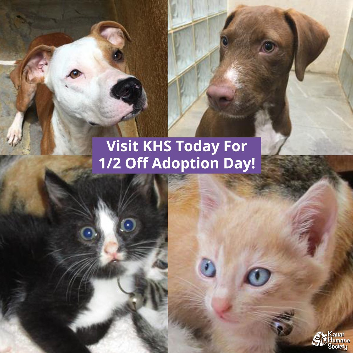 kauaihumane's tweet image. Today's the day! Visit the shelter from 10AM-4PM and your adoption will be 1/2 off!! Dogs, cats, puppies, and kittens just like these can't wait to meet you -- hurry on over and adopt your new best friend. #firstsundays #adoptdontshop #alohaforanimals #kauai