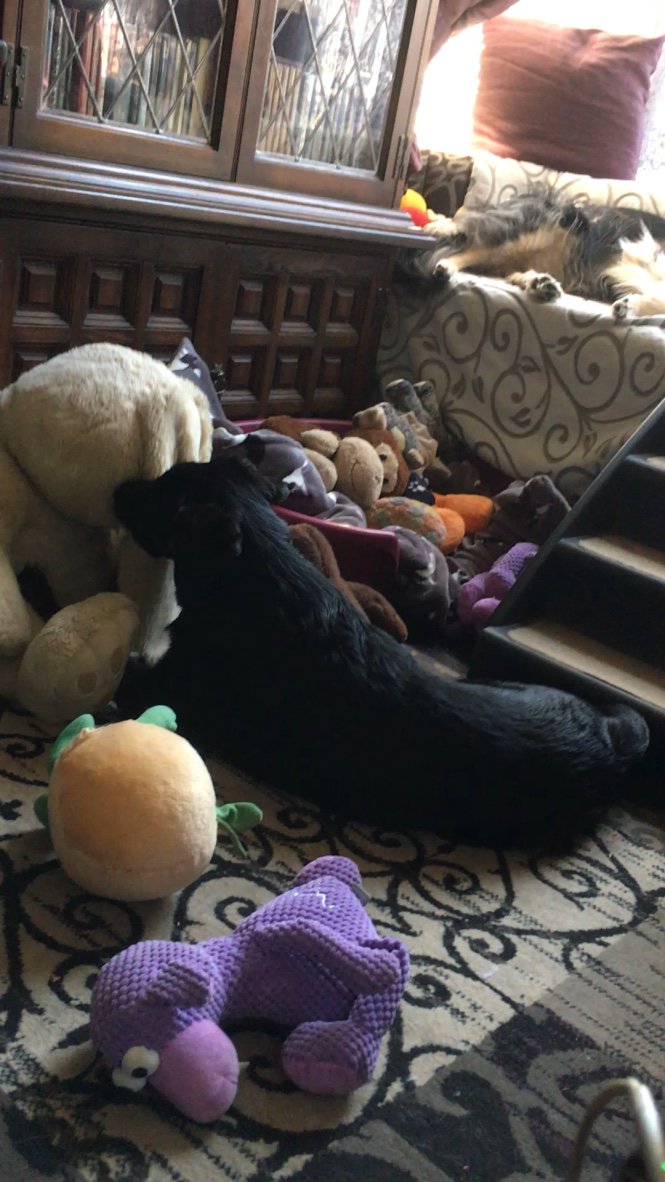 lorasluck's tweet photo. BABY DORA DOG 1 UPDATE!

WE HAVE AN ADOPTION OFFER! 
(Subject to home check and adoption fee!) 

Soon she will have her brindle furry feet under a new table, forever! ✨🐶🐾😍 

#adoptdontshop #blackdogs #LorasLuck https://t.co/IBGBRp1dXO