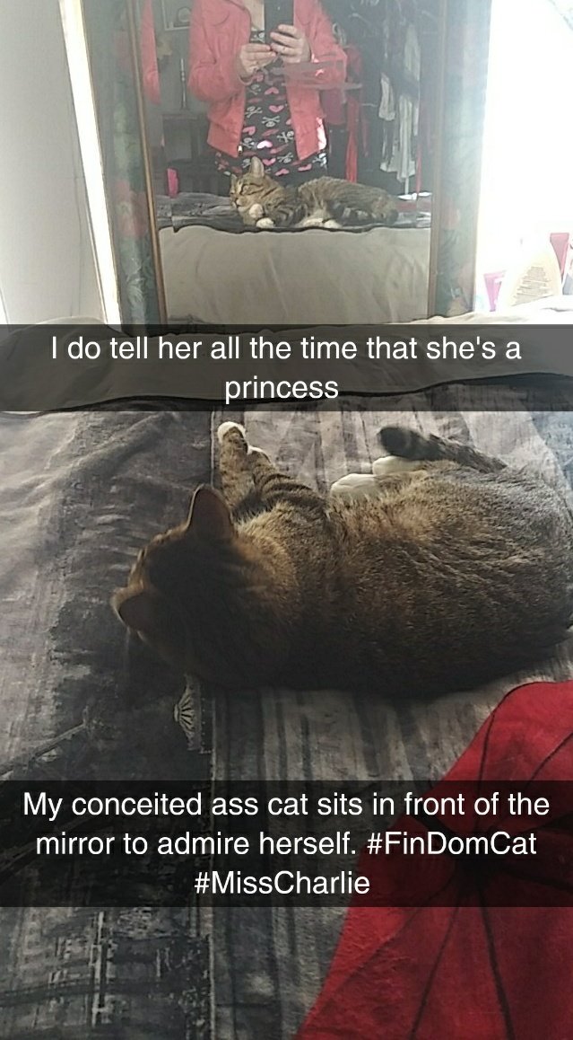 JamieGibsonStar's tweet photo. #FinDomCat #CatDom https://t.co/6iqaeueZ4a