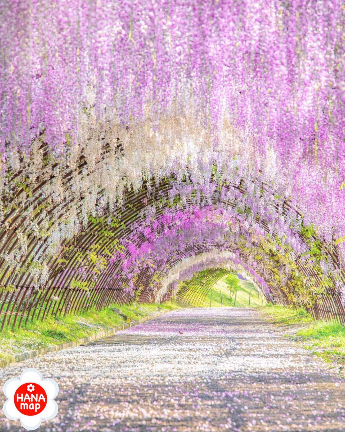 はなまっぷ 日本の美しい花風景 Mai 7100 さんの 花のある風景に花まるを 色とりどりに輝く絶景の藤のトンネルをありがとうございます 福岡 河内藤園 Kawachi Fuji En Wisteria Tunnels Fukuoka Pref フジの花言葉 歓迎 陶酔