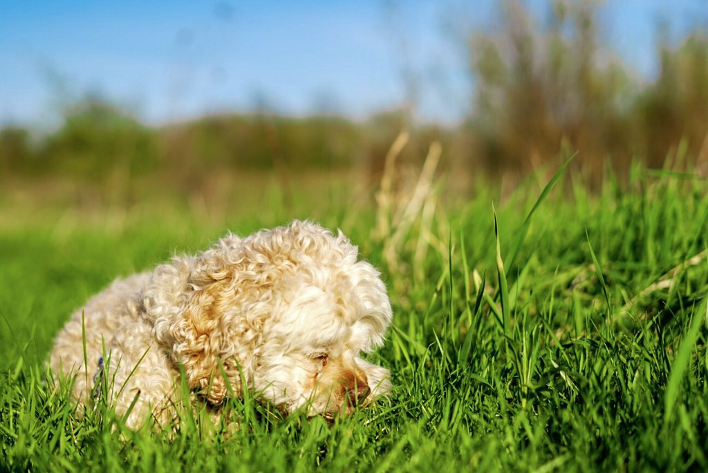 visualbourn's tweet image. had a lil photo shoot w my best friend 🐩