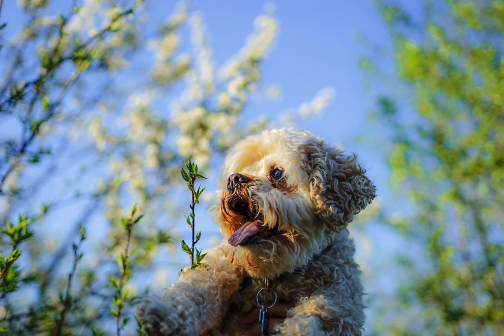 visualbourn's tweet image. had a lil photo shoot w my best friend 🐩